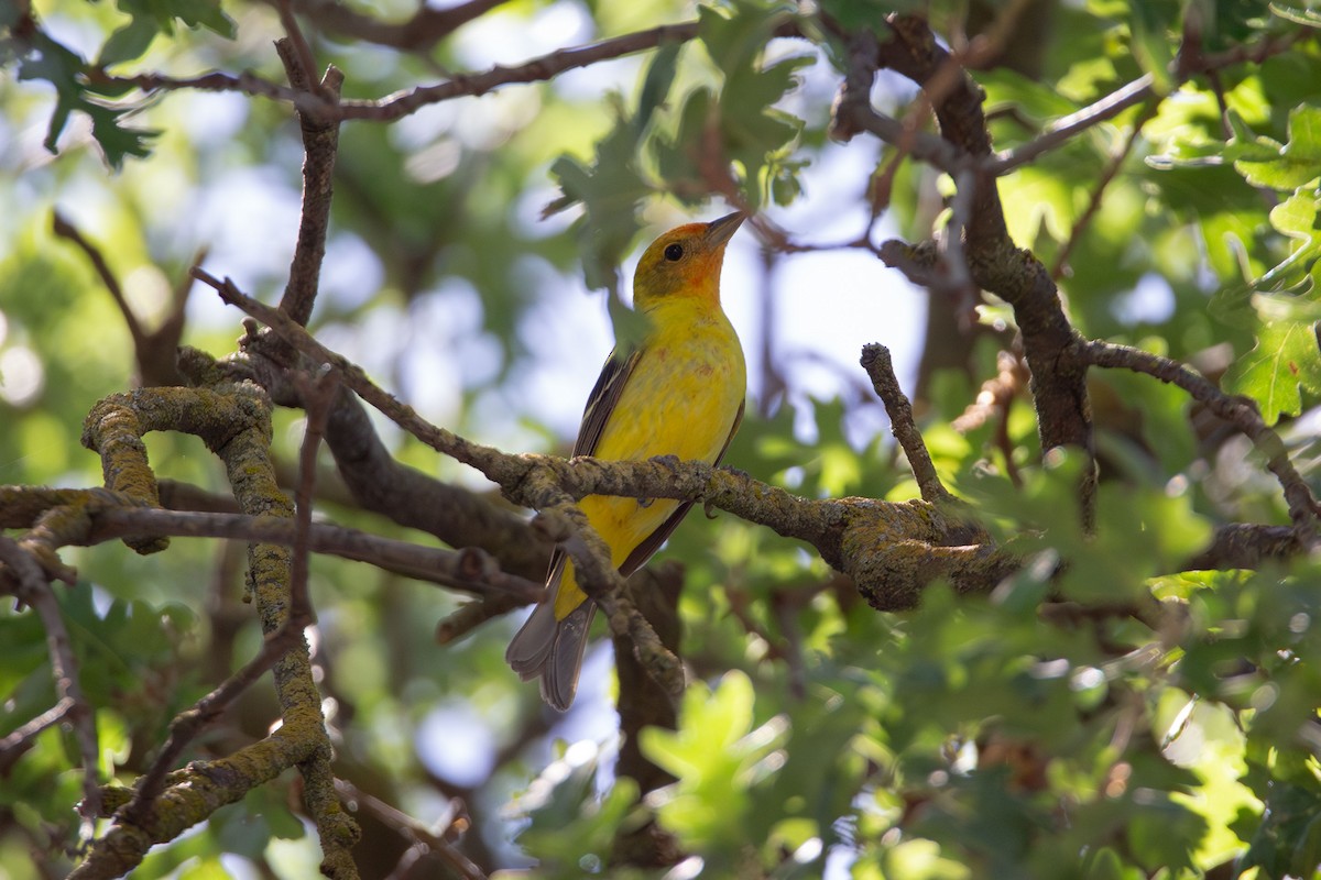 Western Tanager - ML618753969