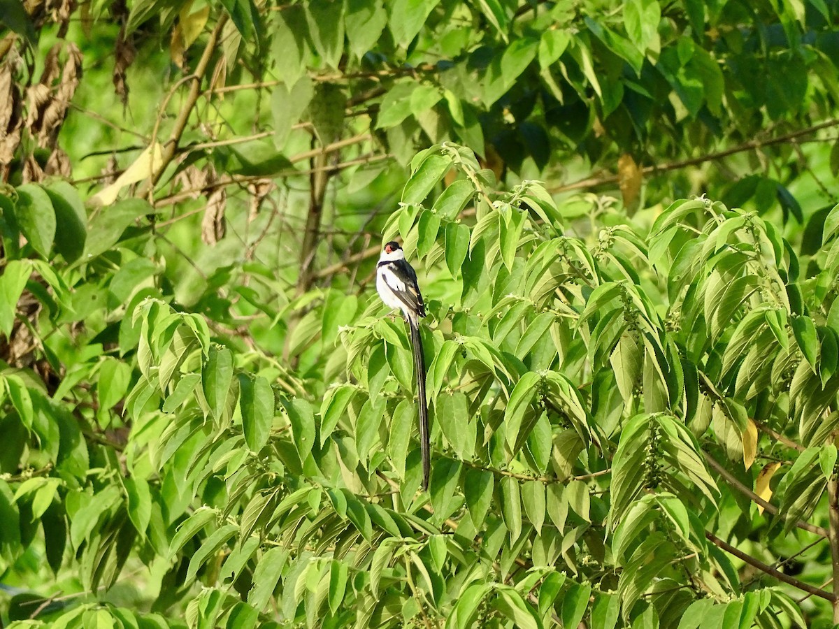 Pin-tailed Whydah - ML618753973