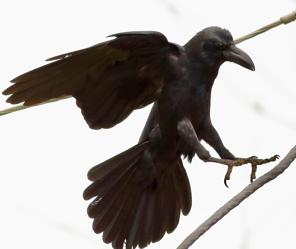Large-billed Crow - ML618753987