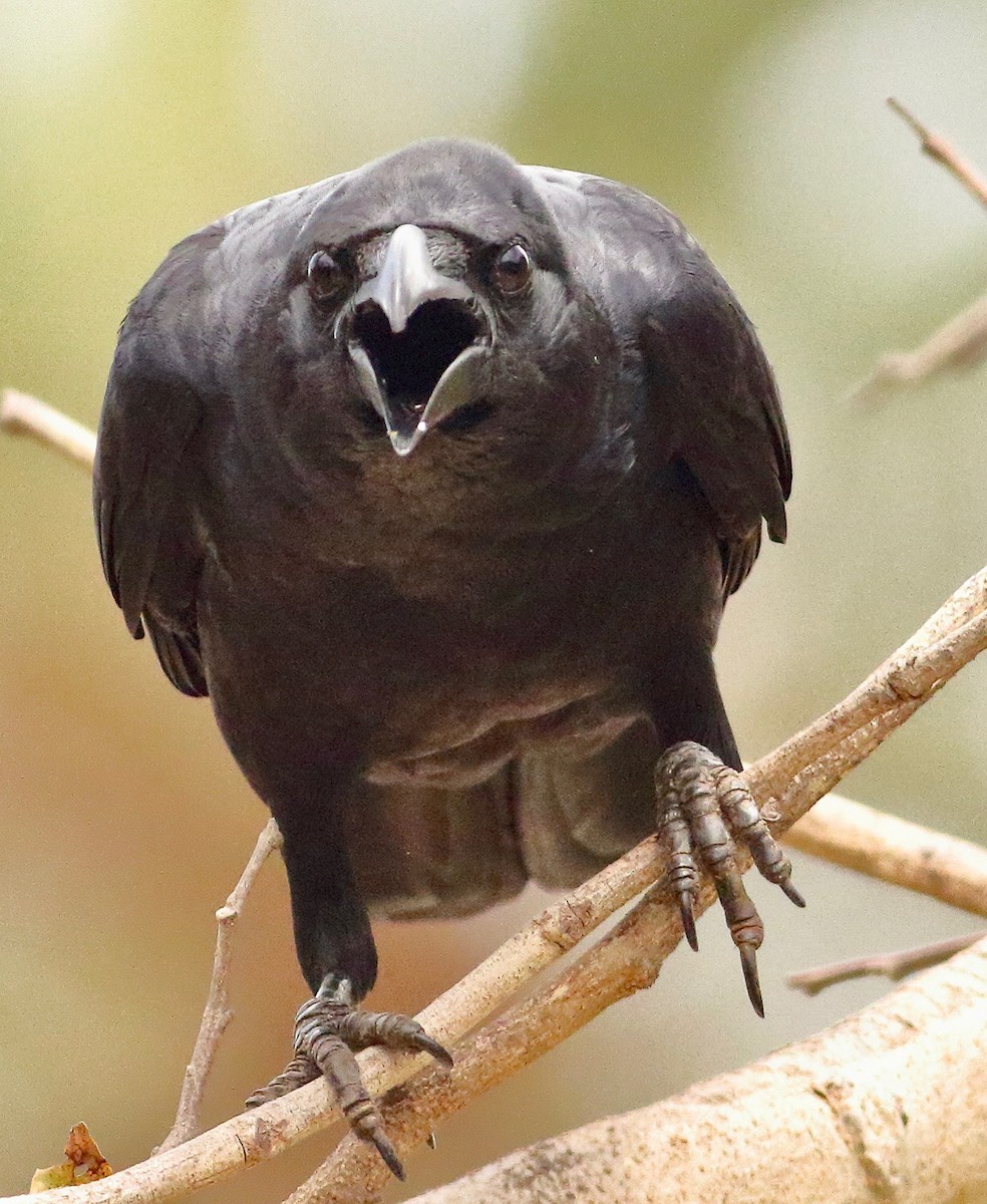 Large-billed Crow - ML618753988