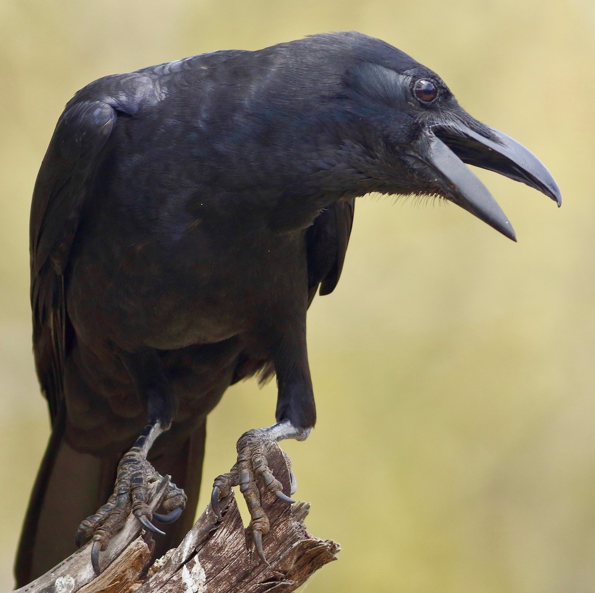 Large-billed Crow - ML618753989