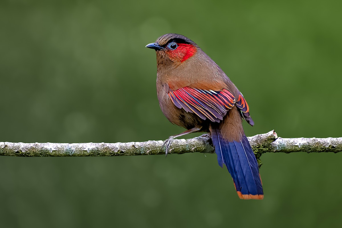 Red-faced Liocichla - ML618754013