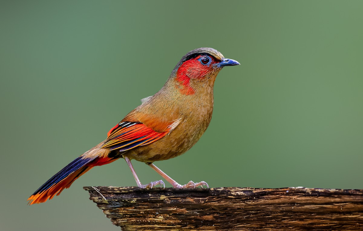 Red-faced Liocichla - ML618754014