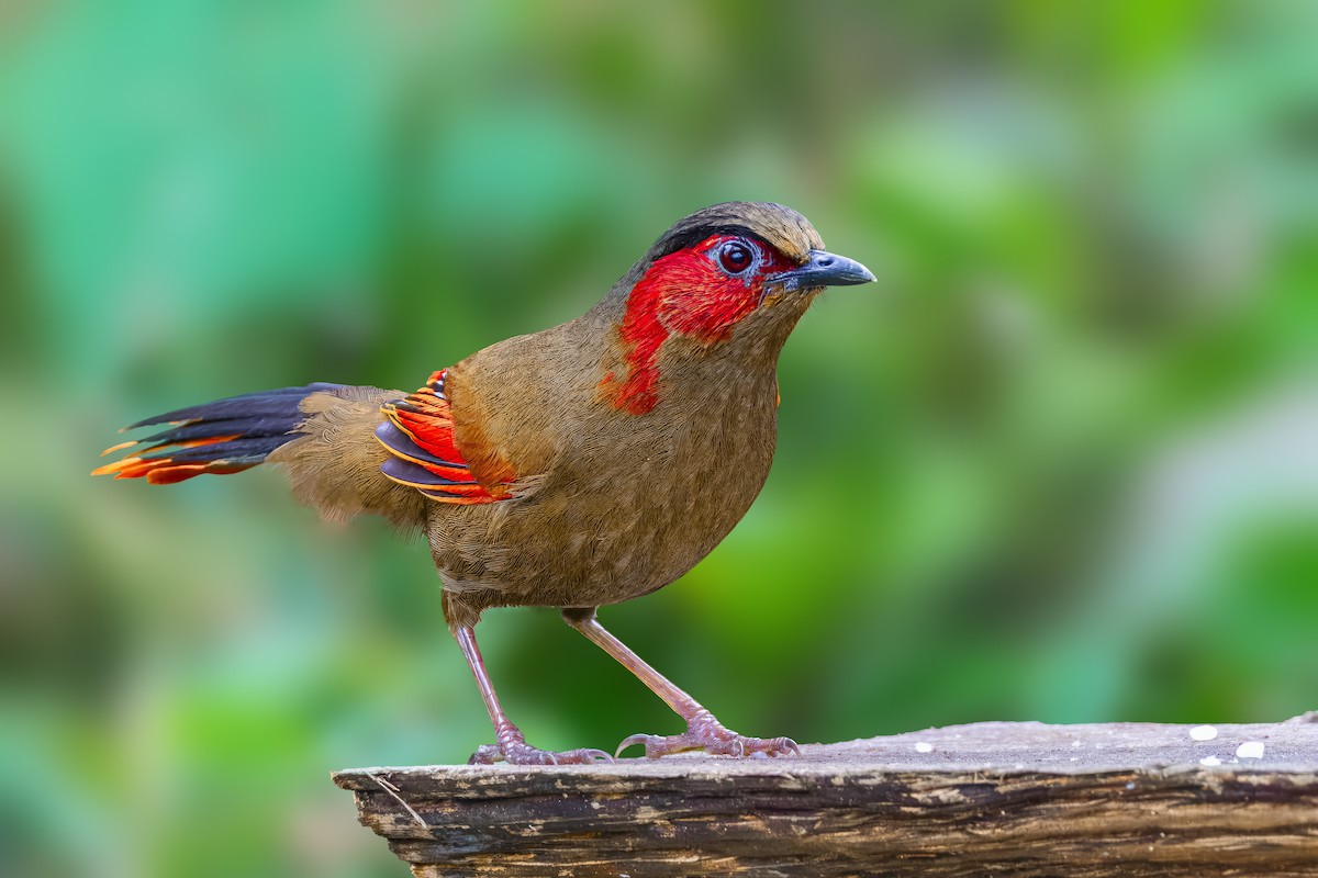 Red-faced Liocichla - ML618754015