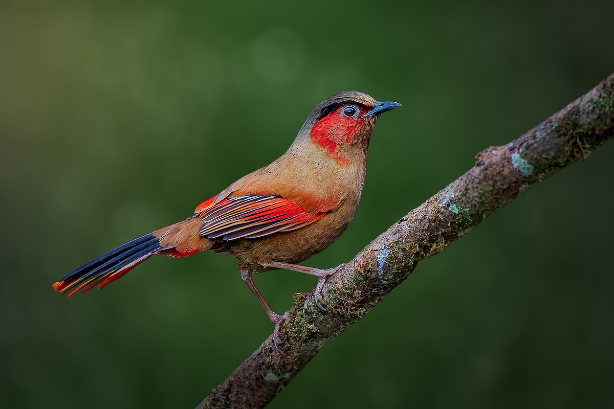 Red-faced Liocichla - ML618754016