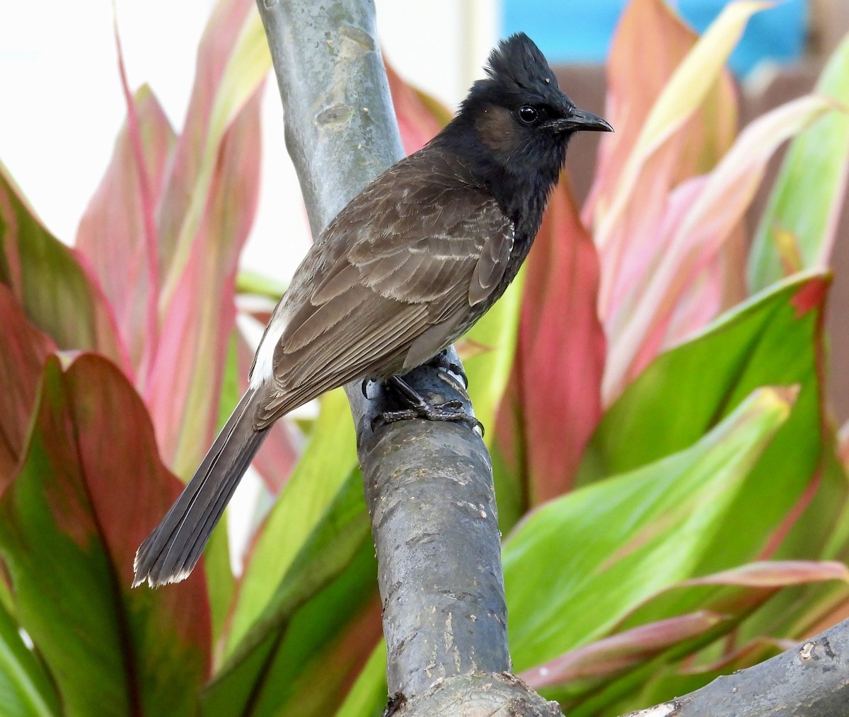 Red-vented Bulbul - ML618754043