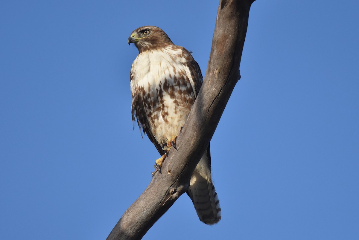 Red-tailed Hawk - ML618754055