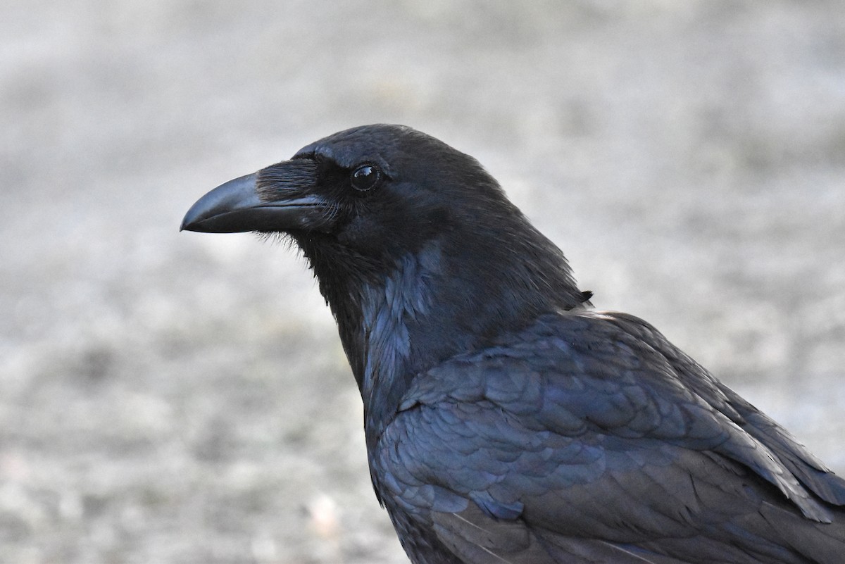 Common Raven - ML618754060