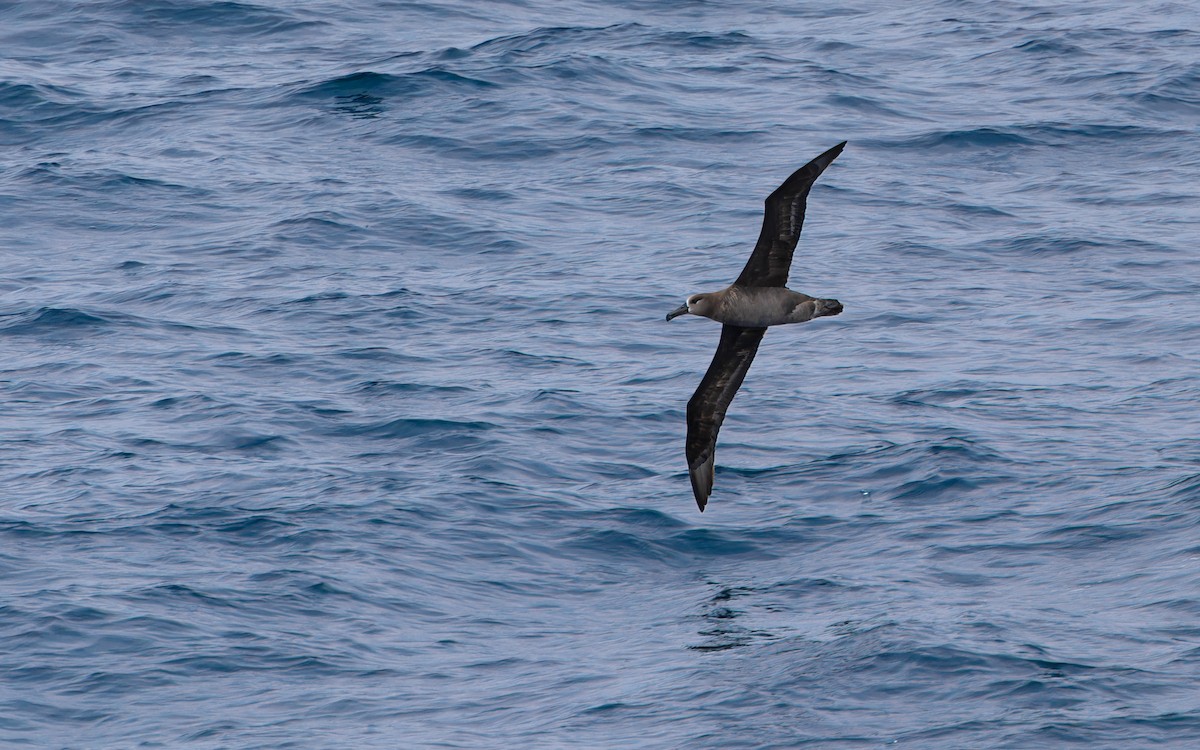 Albatros à pieds noirs - ML618754066
