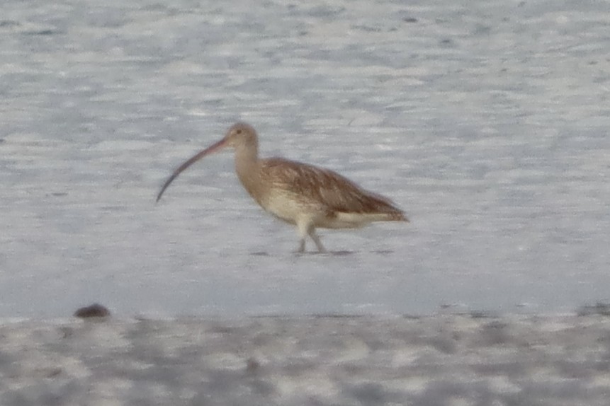 curlew sp. - ML618754104