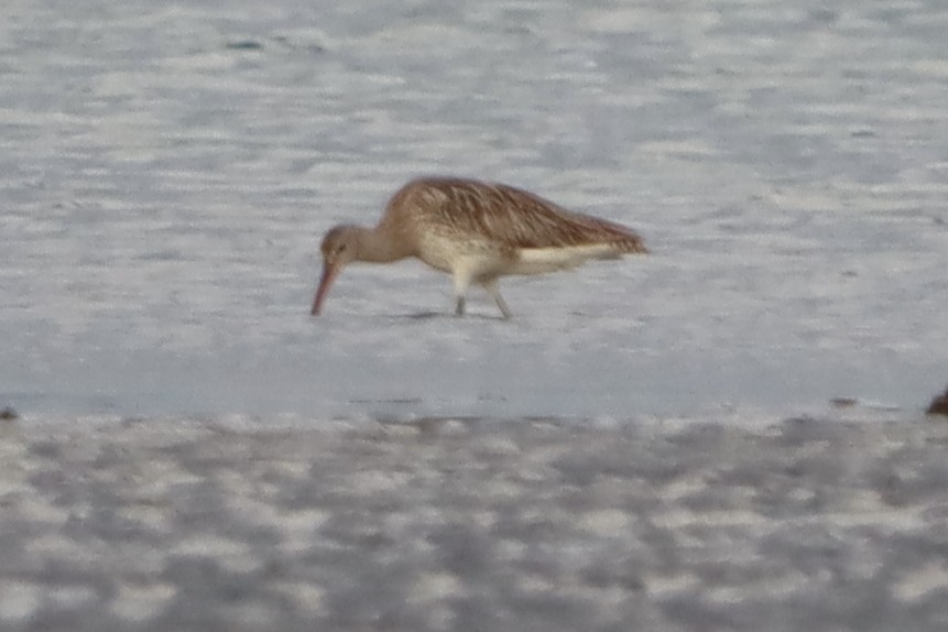 curlew sp. - ML618754105