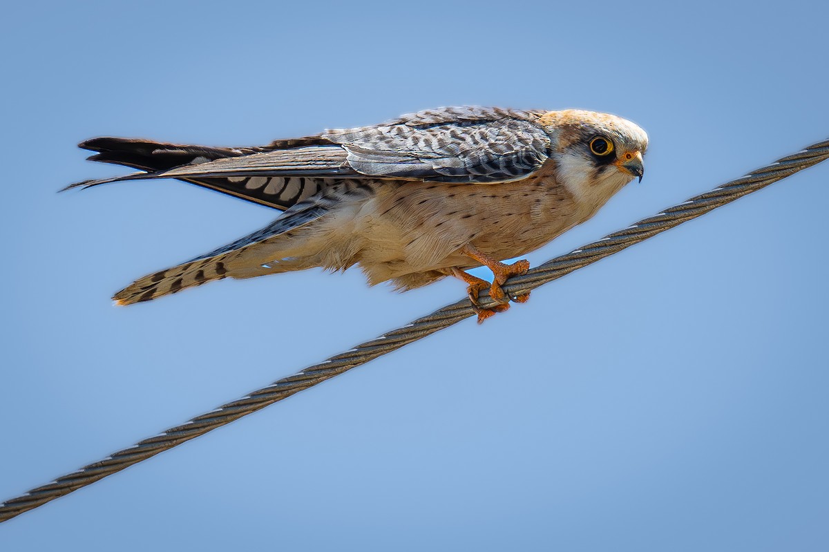 Red-footed Falcon - ML618754116