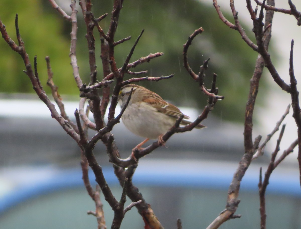 White-throated Sparrow - ML618754120