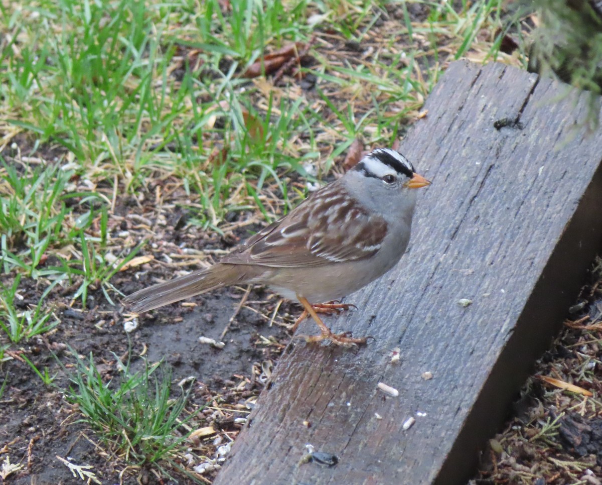White-crowned Sparrow - ML618754124