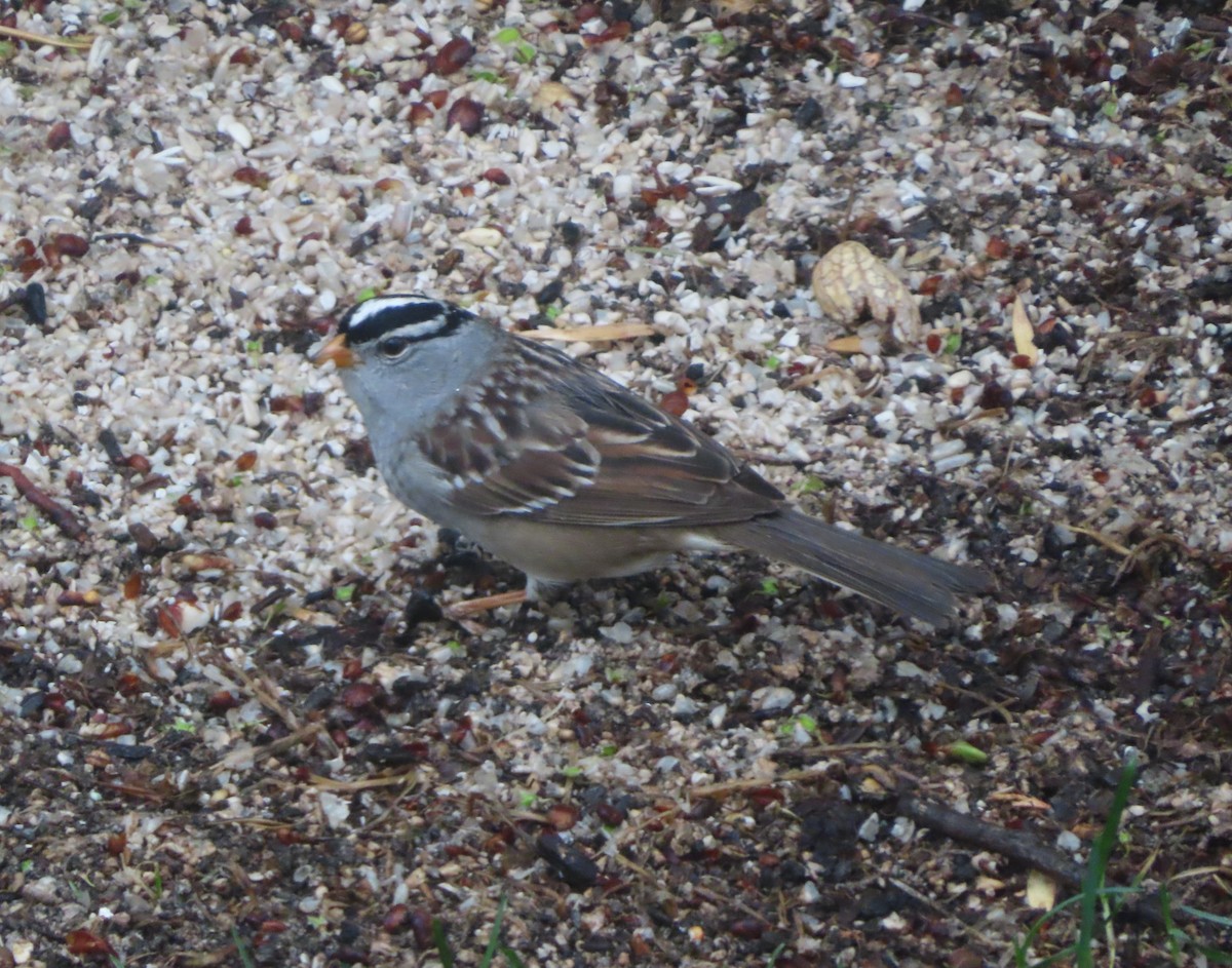 White-crowned Sparrow - ML618754125