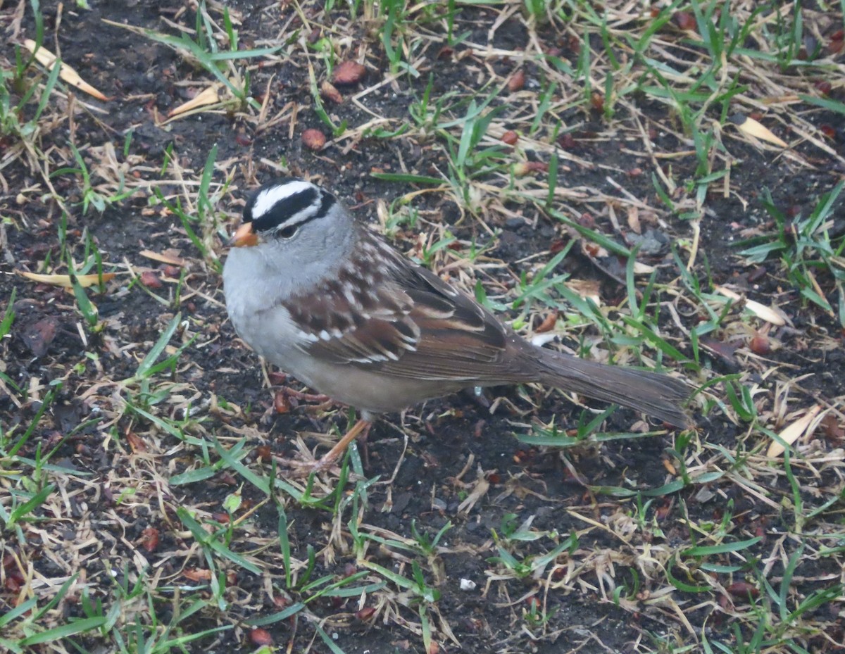 White-crowned Sparrow - ML618754126