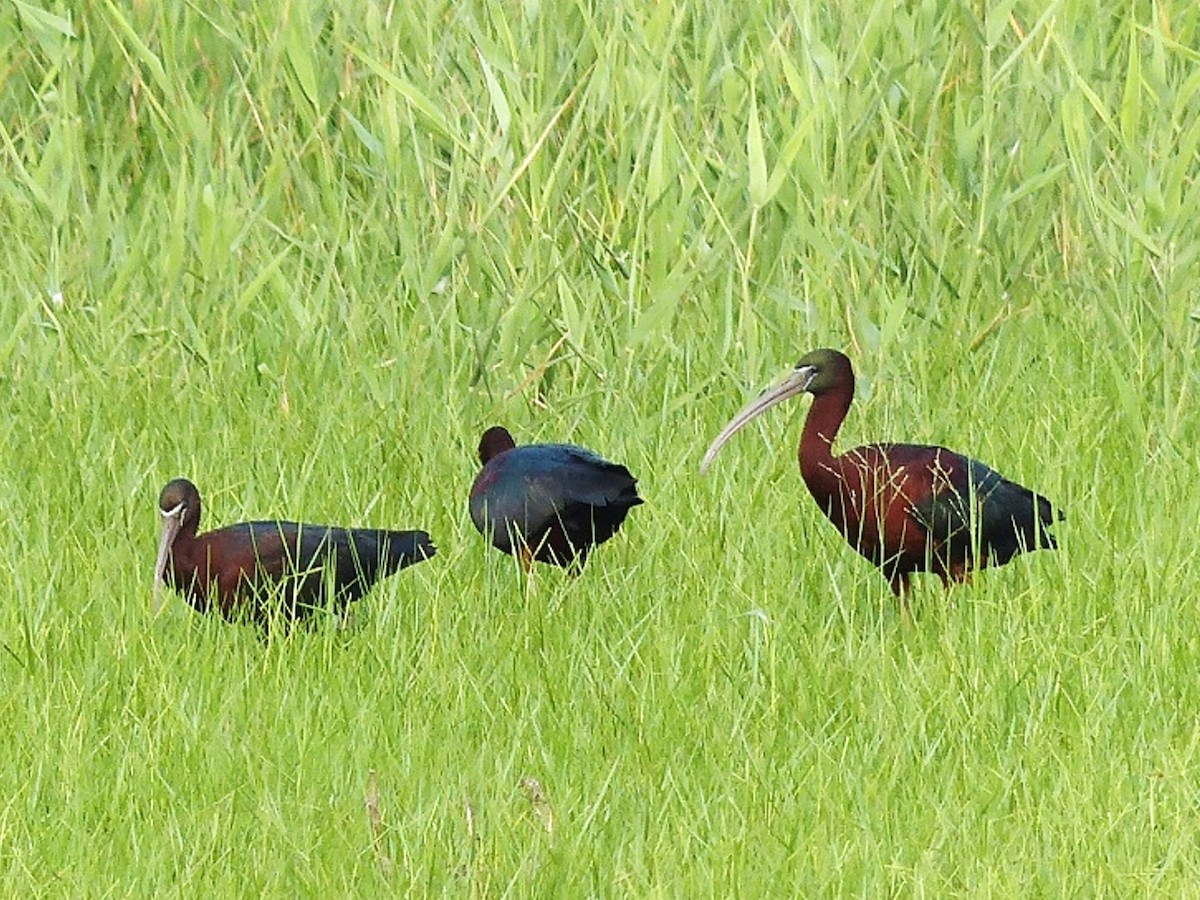 ibis hnědý - ML618754136