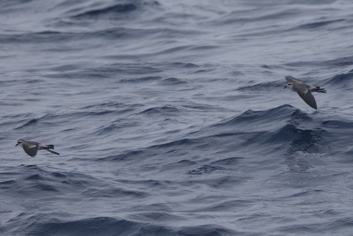 White-faced Storm-Petrel - ML618754156