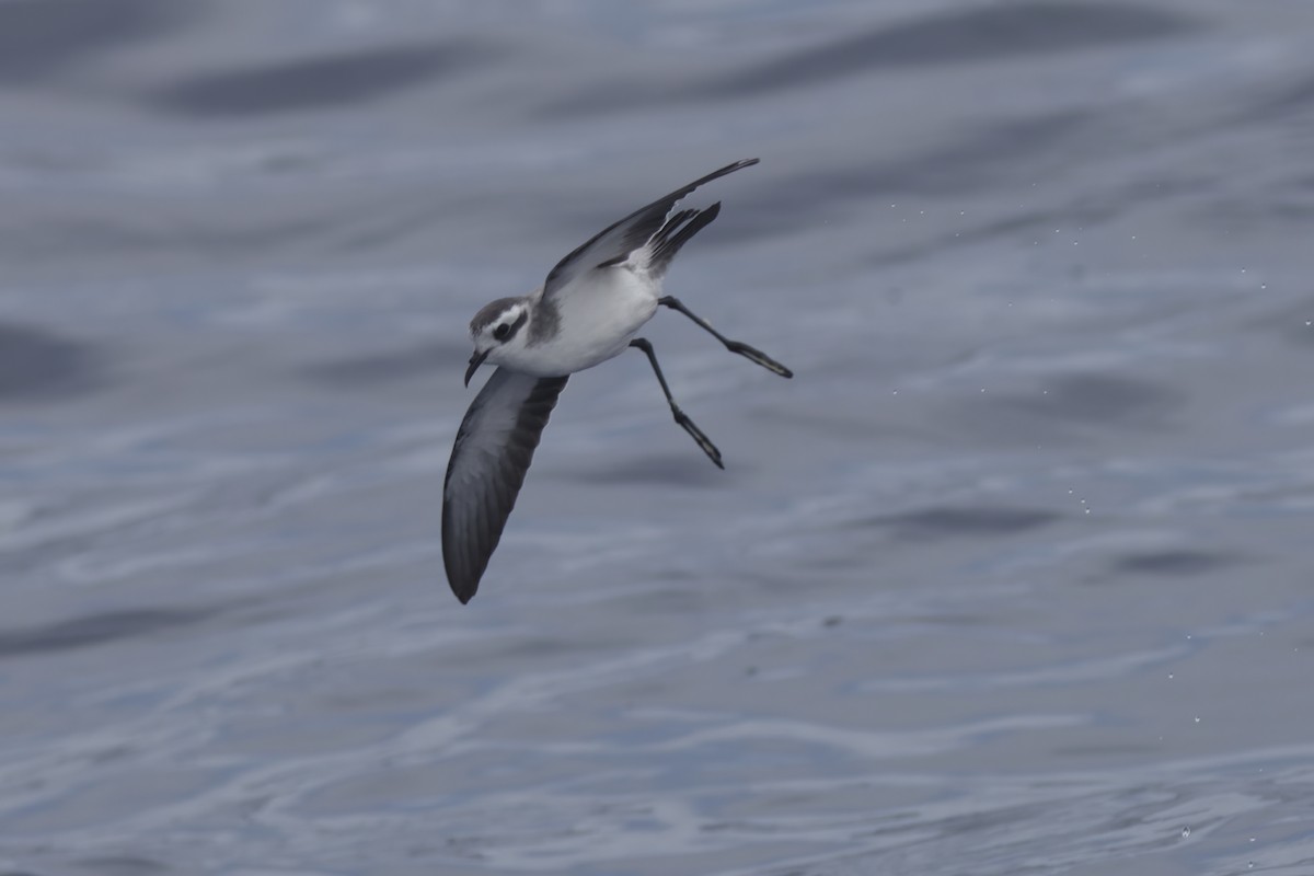 White-faced Storm-Petrel - ML618754159