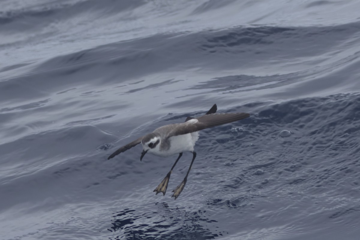 White-faced Storm-Petrel - ML618754160