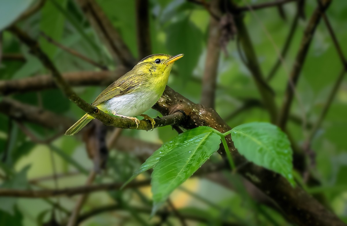 Yellow-vented Warbler - ML618754175