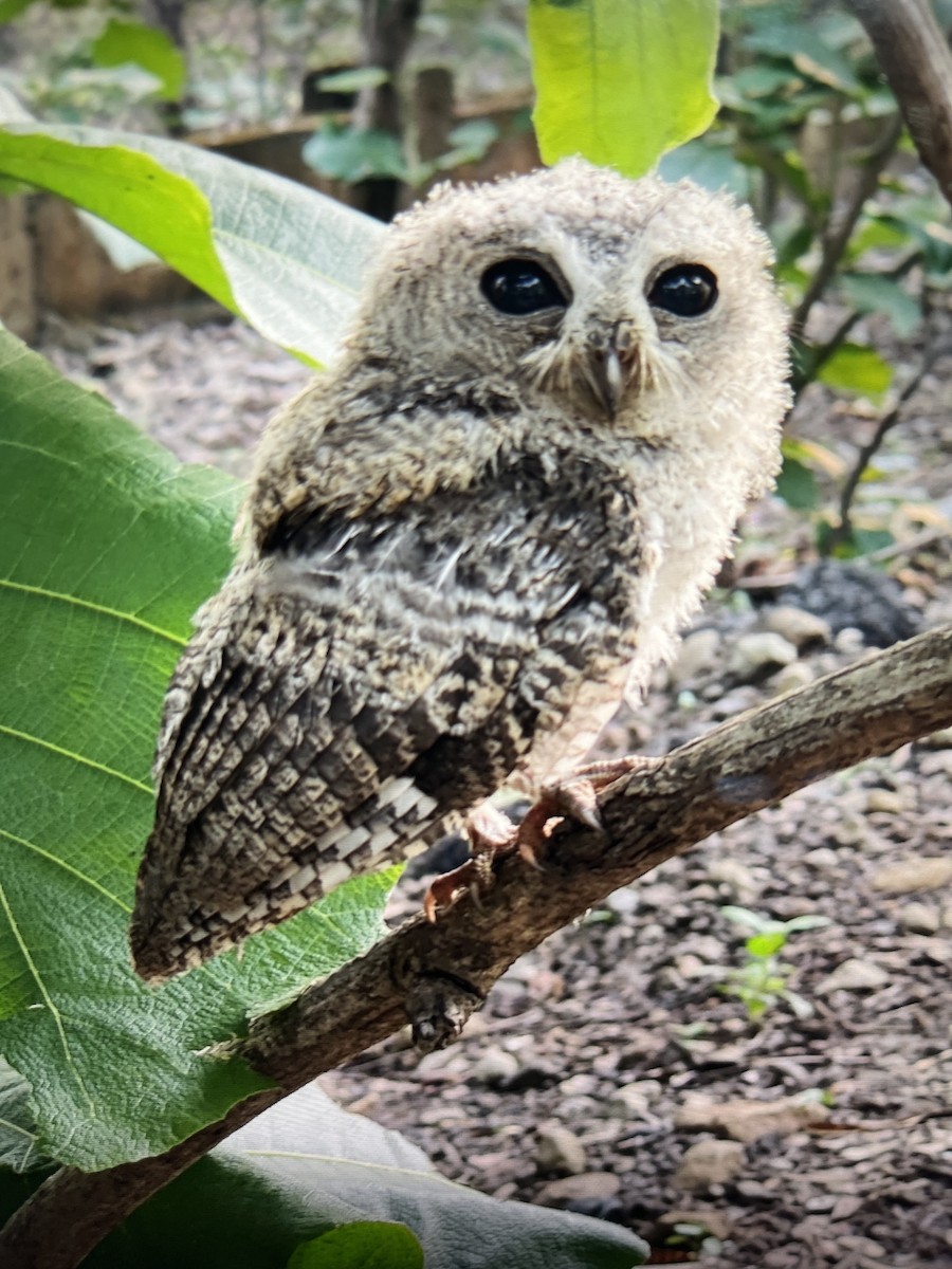 Indian Scops-Owl - ML618754181