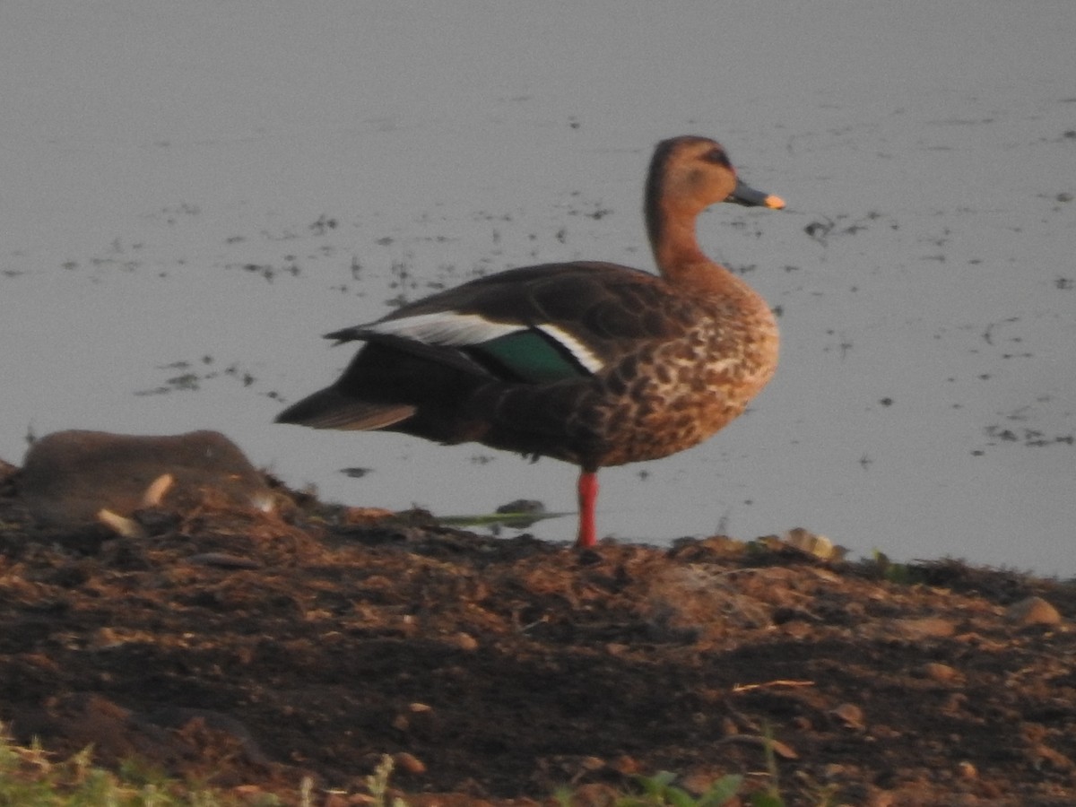 Indian Spot-billed Duck - ML618754185