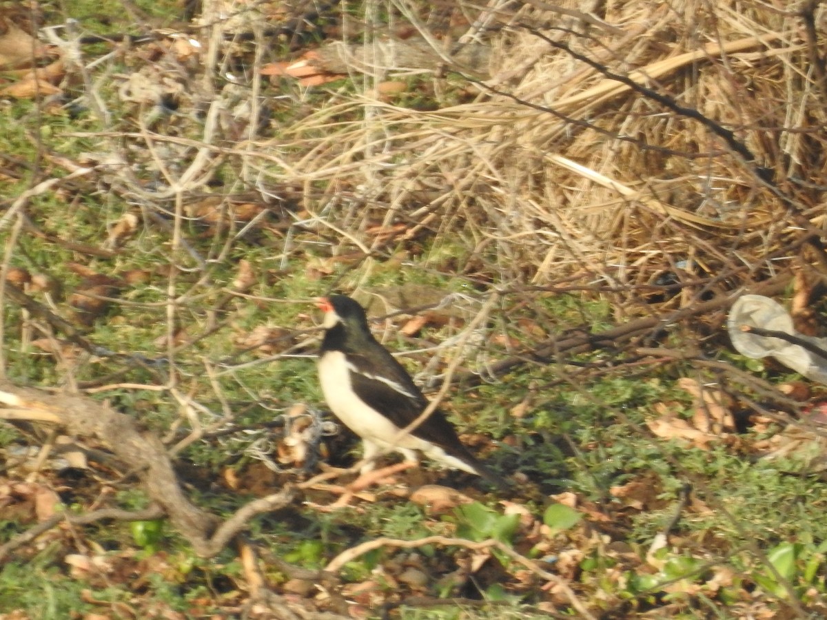 Indian Pied Starling - ML618754221