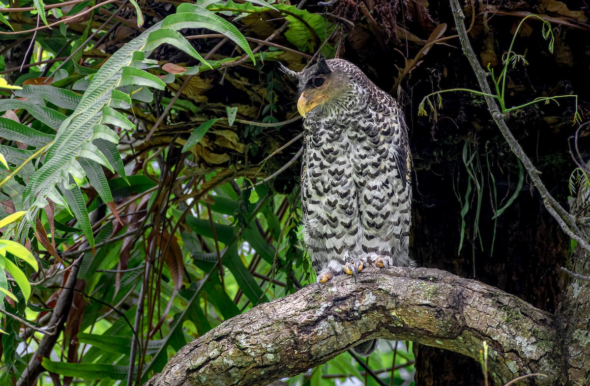 Spot-bellied Eagle-Owl - ML618754257