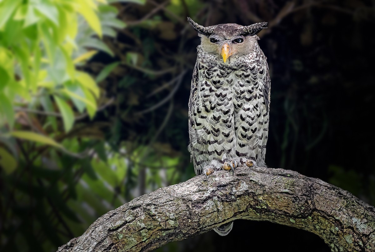 Spot-bellied Eagle-Owl - ML618754258
