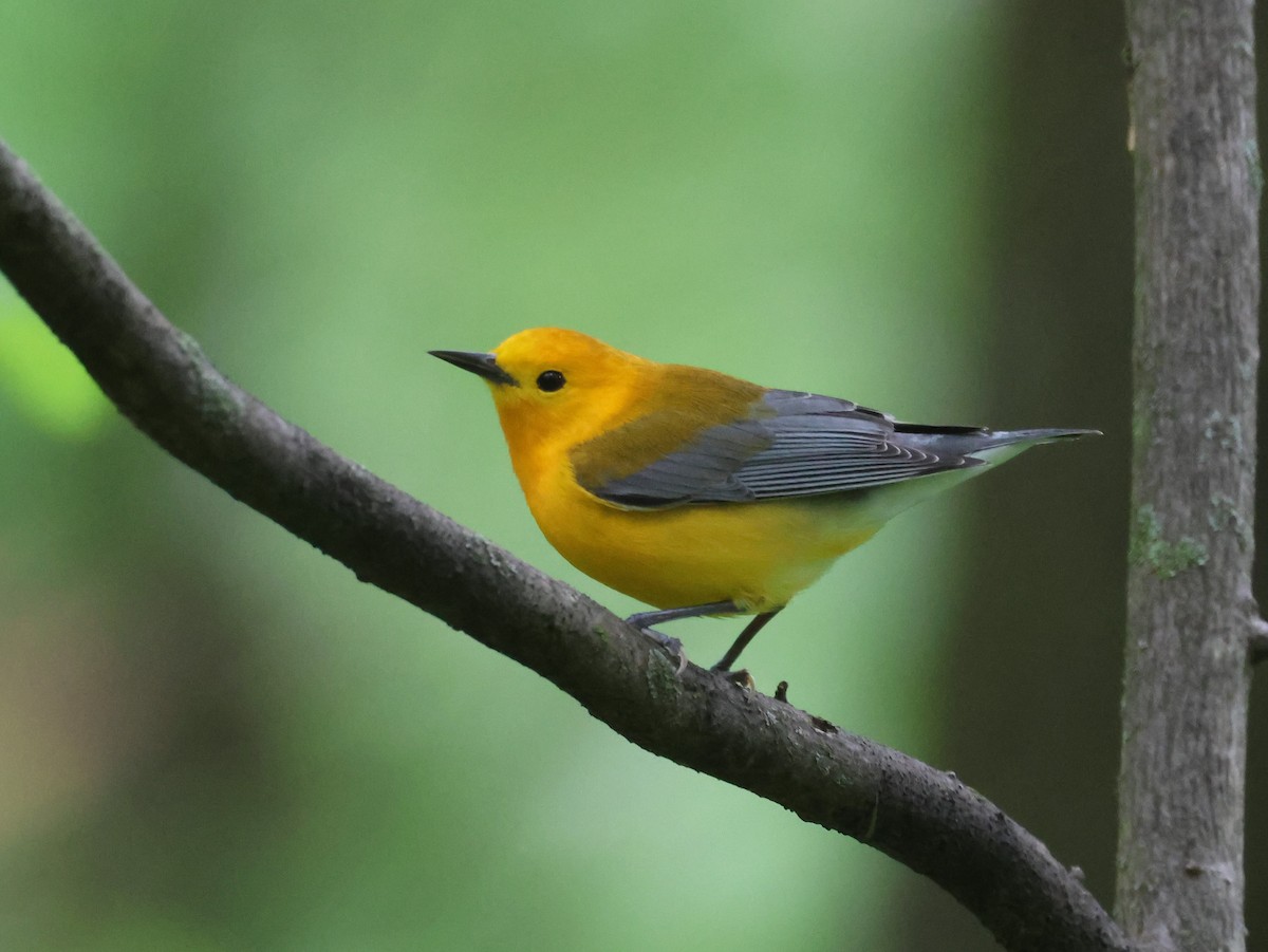 Prothonotary Warbler - ML618754268