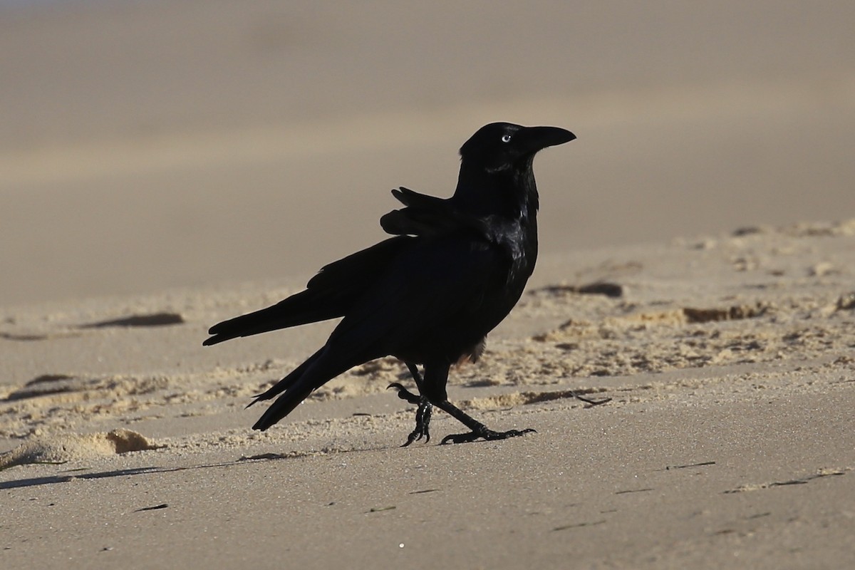 Australian Raven - ML618754269