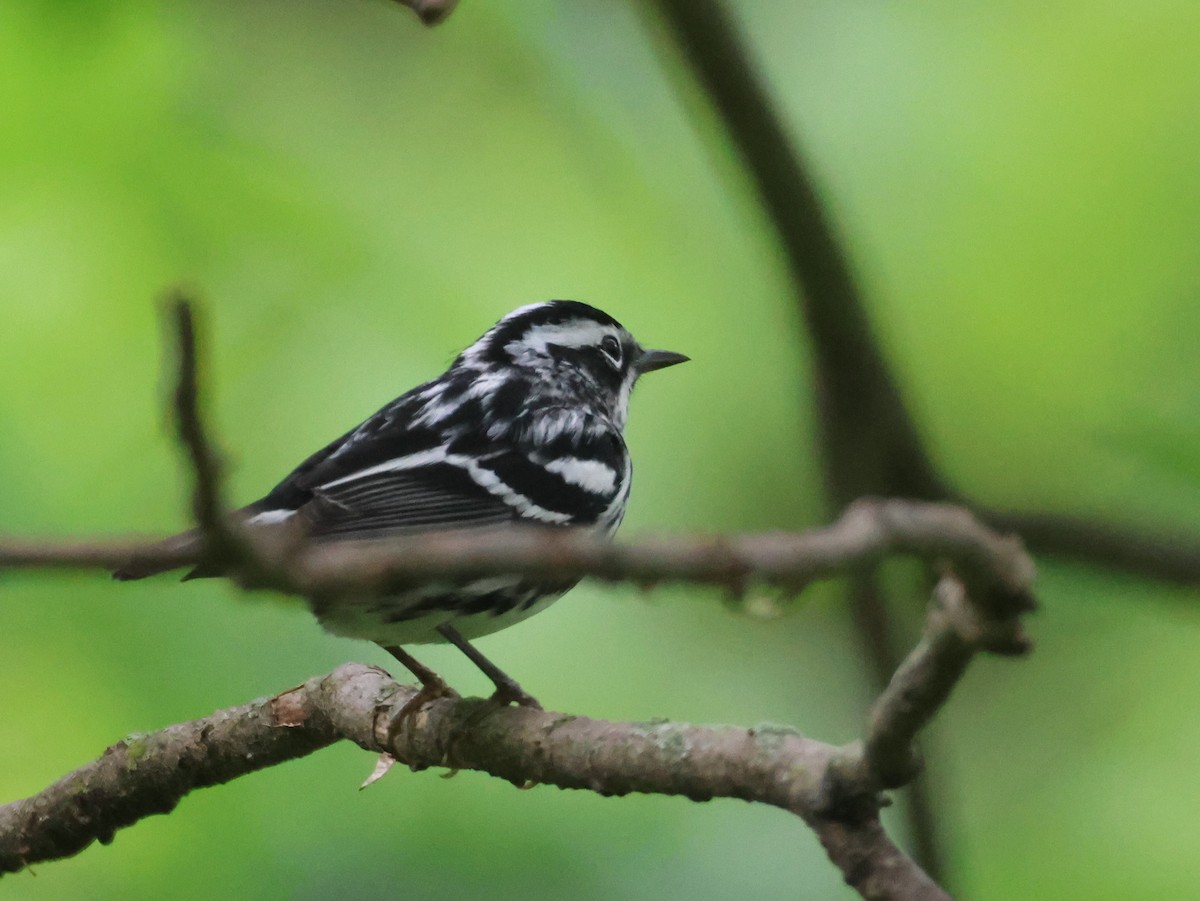 Black-and-white Warbler - ML618754271