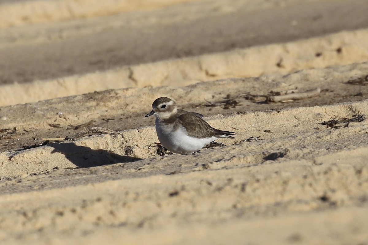 Double-banded Plover - ML618754272