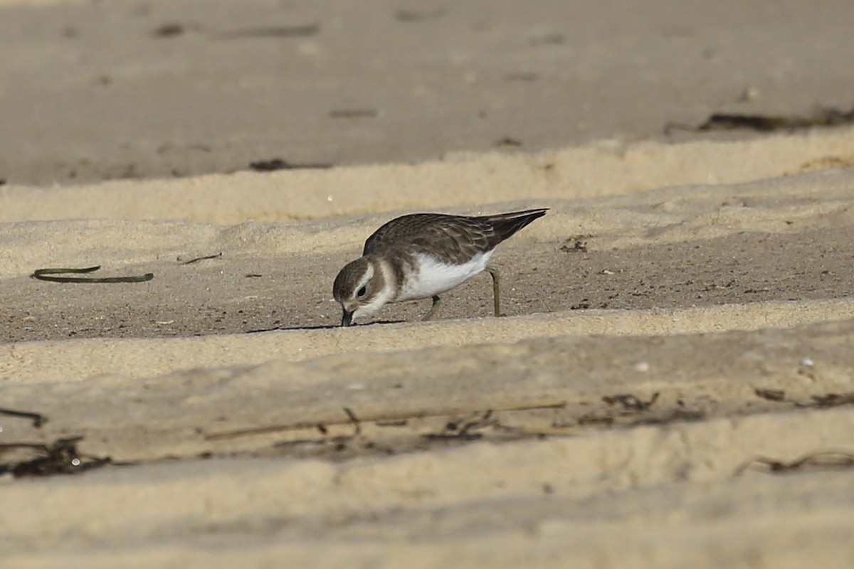 Double-banded Plover - ML618754273