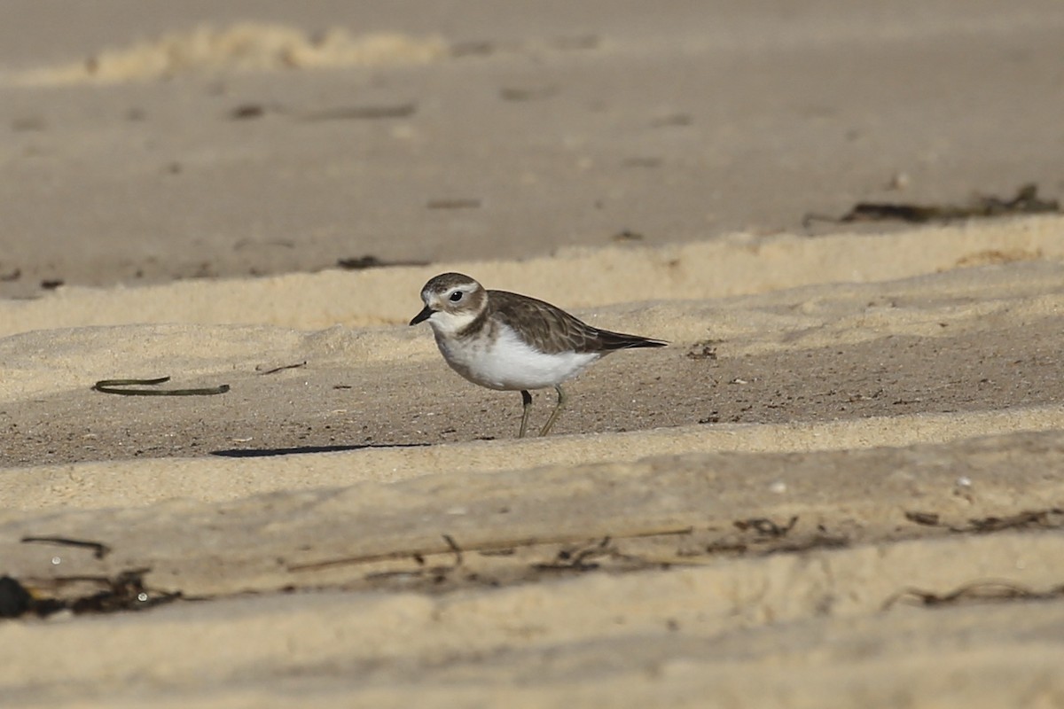 Double-banded Plover - ML618754274