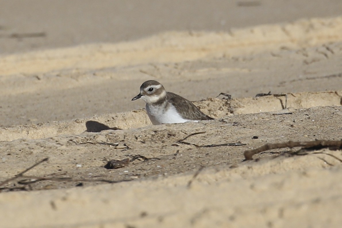 Double-banded Plover - ML618754275