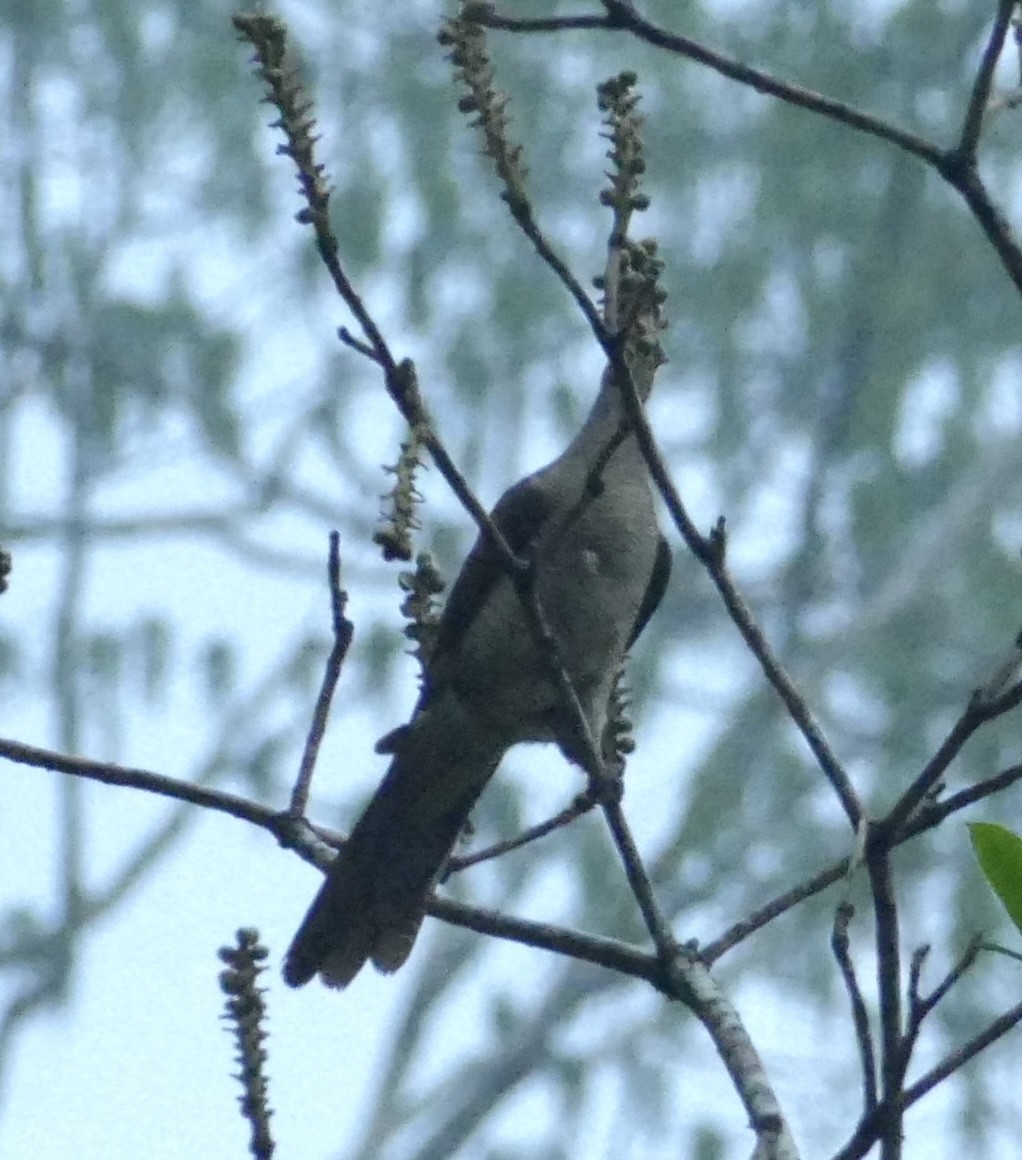 Barred Cuckoo-Dove - ML618754313