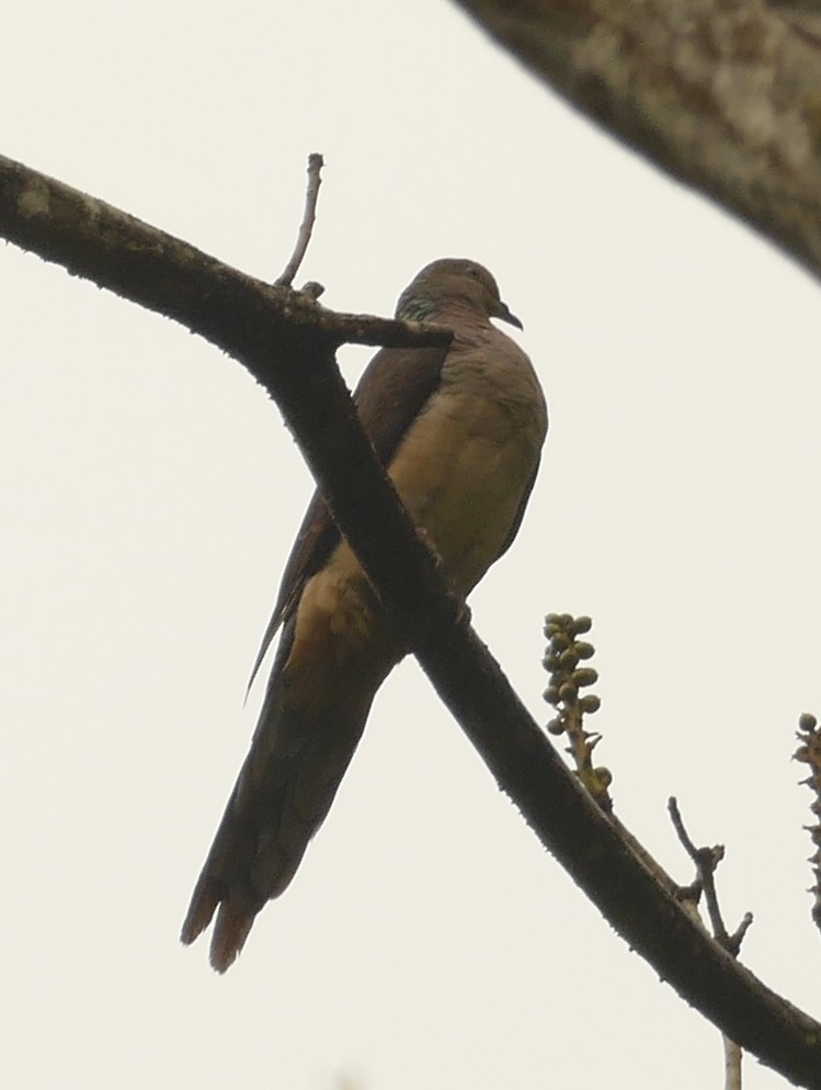 Barred Cuckoo-Dove - ML618754314