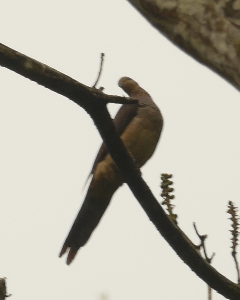 Barred Cuckoo-Dove - ML618754315