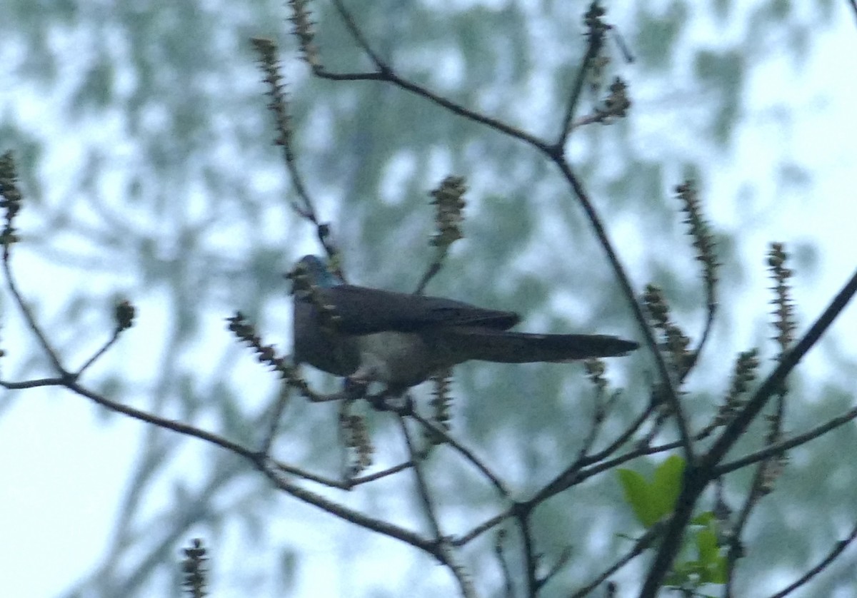 Barred Cuckoo-Dove - ML618754316