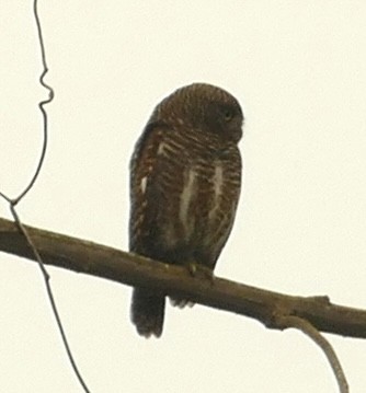 Asian Barred Owlet - ML618754336