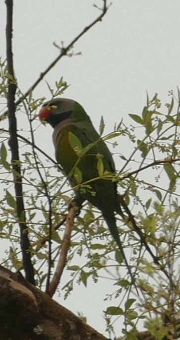 Red-breasted Parakeet - ML618754400