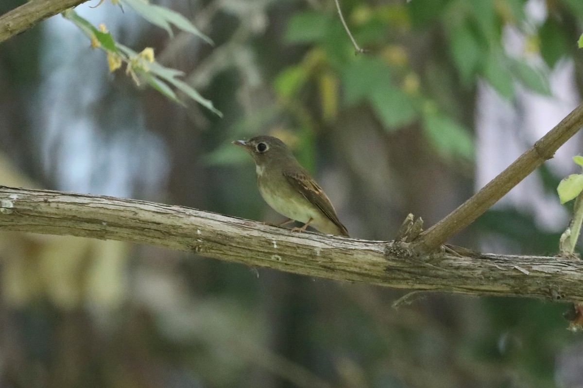 Brown-breasted Flycatcher - ML618754408