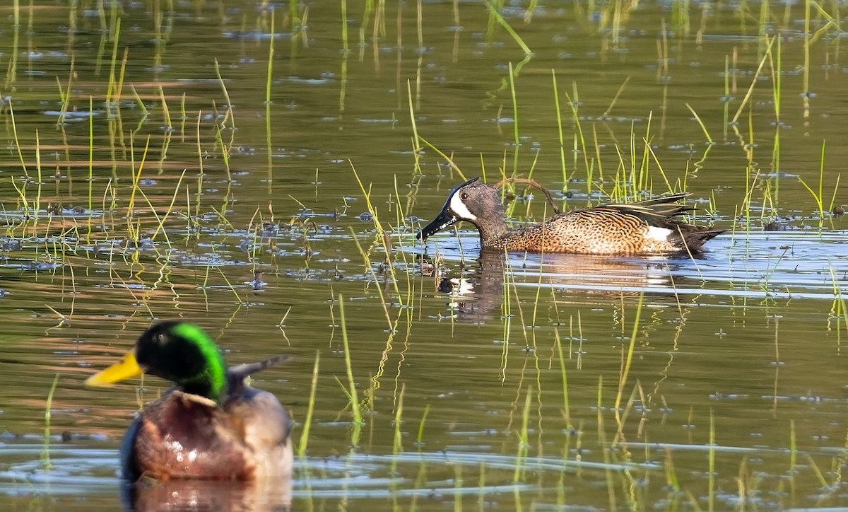 Blue-winged Teal - ML618754450