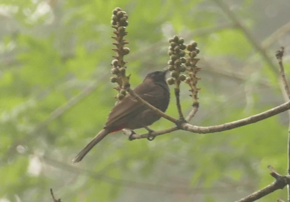 Red-vented Bulbul - ML618754473
