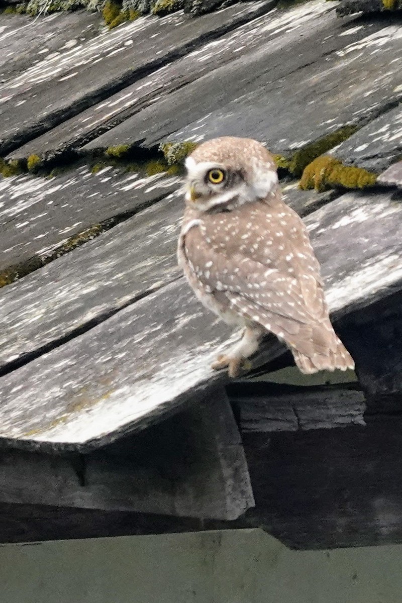 Spotted Owlet - ML618754500