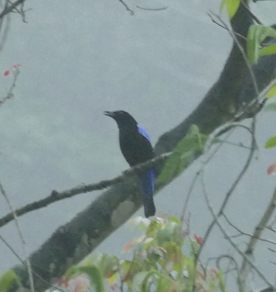 Asian Fairy-bluebird - Jean-Paul Boerekamps