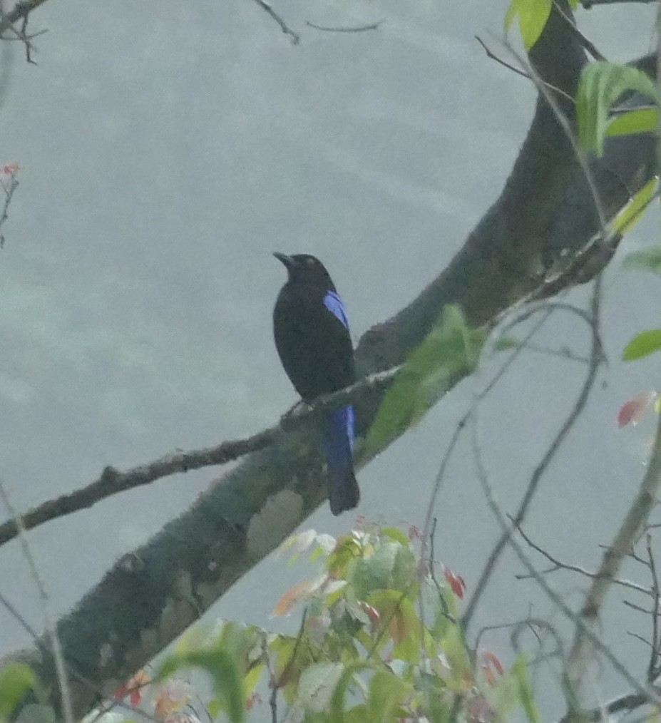 Asian Fairy-bluebird - ML618754528