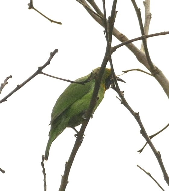 Golden-fronted Leafbird - ML618754540
